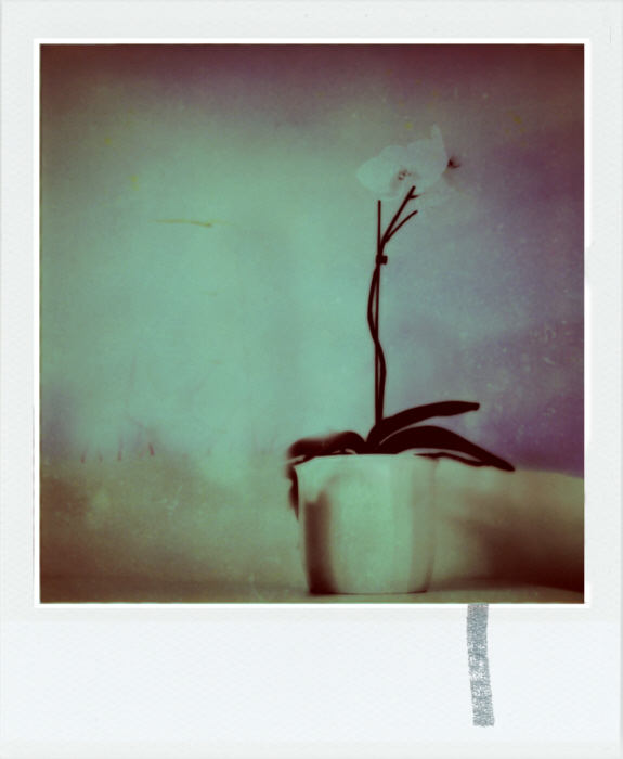 cemosa, Artwork by Patrick Martin. In Nature, Vegetal
