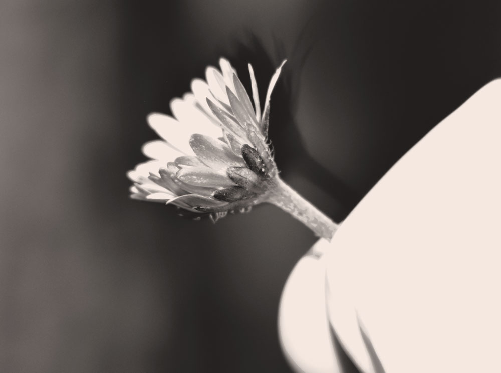 laboratory examination, photography by Danny Pintilie C. Olympus E500. In Nature, Vegetal