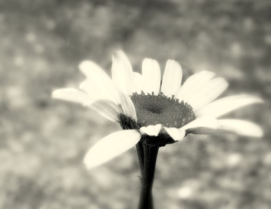 White Beauty, Artwork by Danny Pintilie C