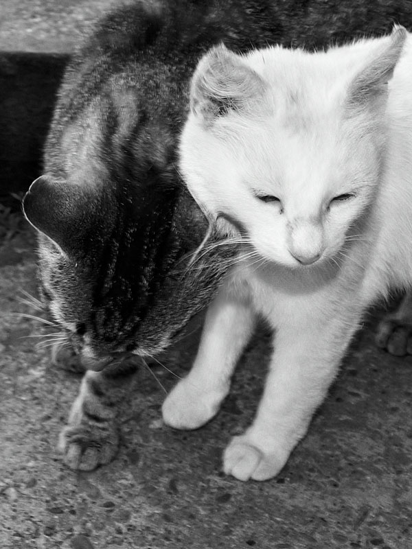 Untitled, photography by Danny Pintilie C. In Nature, Animal, Domesticated