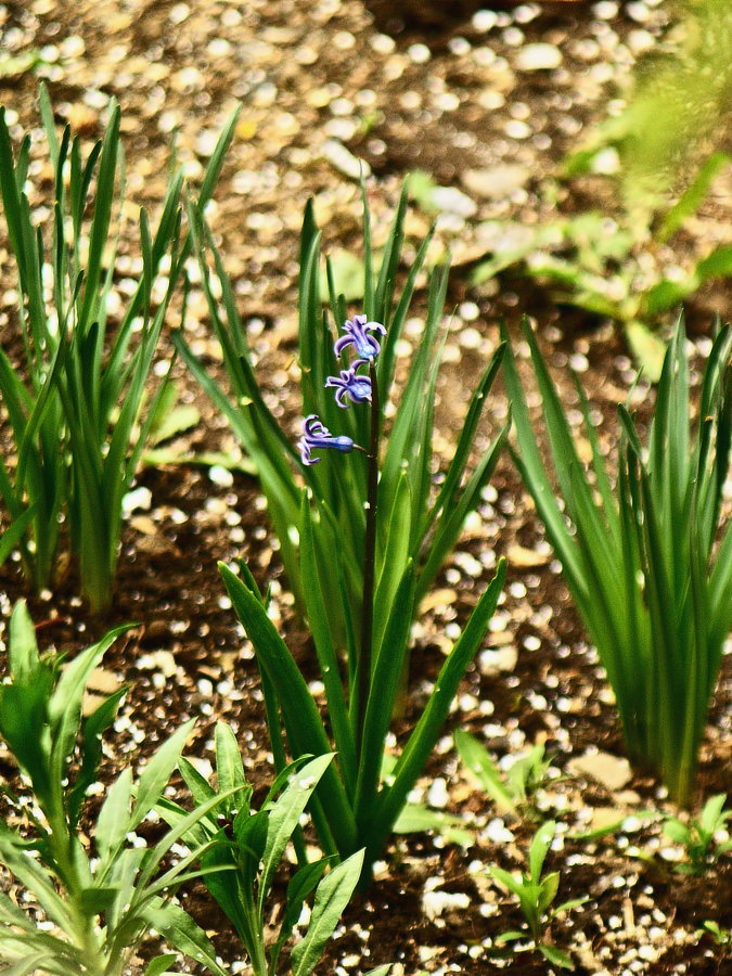 Last flowers in the garden after the first snow, photography by Danny Pintilie C. Olympus E500, 135mm Zebra Jenna. In Nature, Vegetal