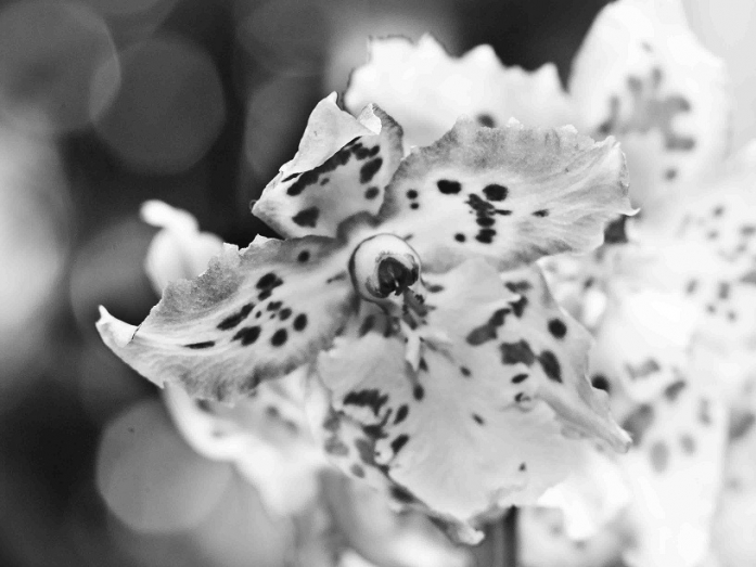 Black Dots, photography by Danny Pintilie C. Olympus E500 and Olympus Zuiko Lens. Available light and wide aperture. In Nature, Vegetal, Flower, plant