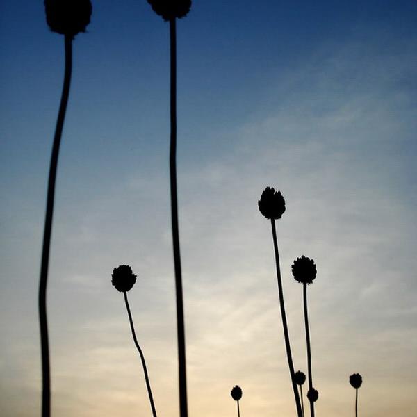IIIII, photography by Ionut Cojocaru. sony dsc-w30. In Nature, Vegetal