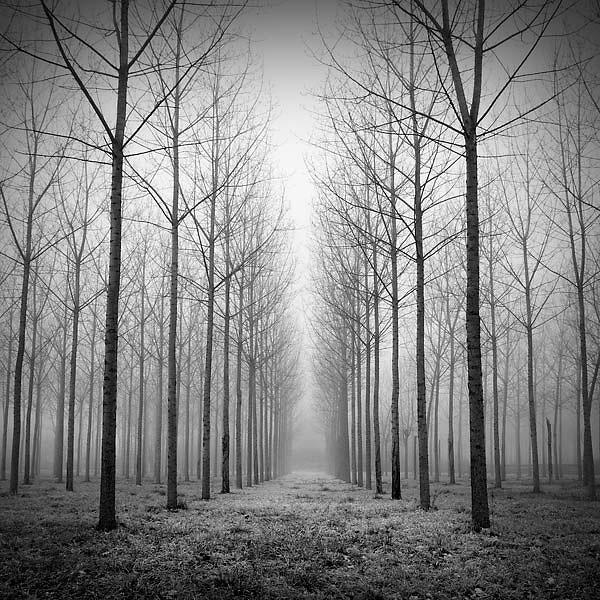 Sentinel trees, photography by Laurent Dudot. Saint Vincent de Paul.. EOS 30D + 17/40. In Nature, Vegetal, Tree, forest