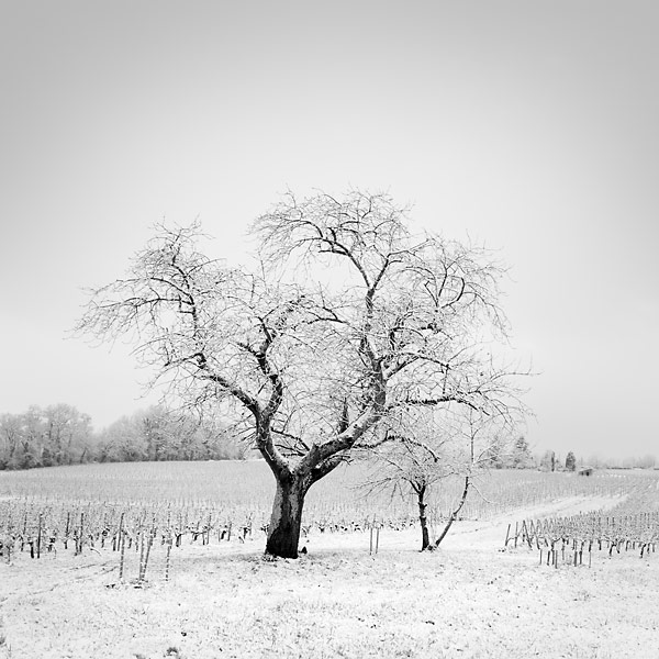 The snow is rare near Bordeaux, it was the 06/01/09.. EOS 30D + 17/40. In Nature, Scenery. A little snow, photography by Laurent Dudot. Image #118086