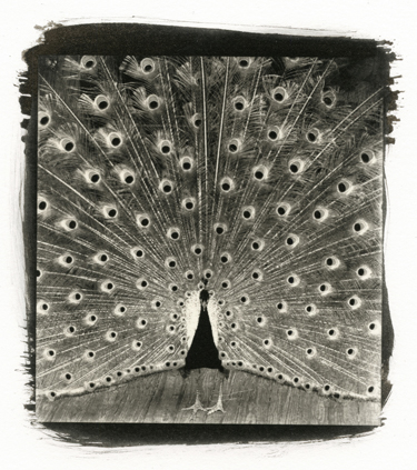 palladium print. alternative. In Nature, Animal, Bird. Peacock, photography by Alexander Tkachev. Image #365588