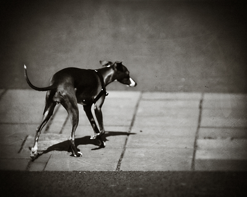 Mans Best Friend, photography by Michael Lalande. Nikon D2XS and 80-200mm. In Nature, Animal, Domesticated
