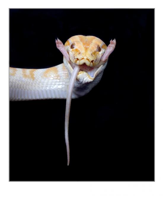 Buen Provecho!!!, photography by Osvaldo Carbuccia. Nikon D300, 35-70 nikkor lens. In Nature, Animal, Reptile, amphibian