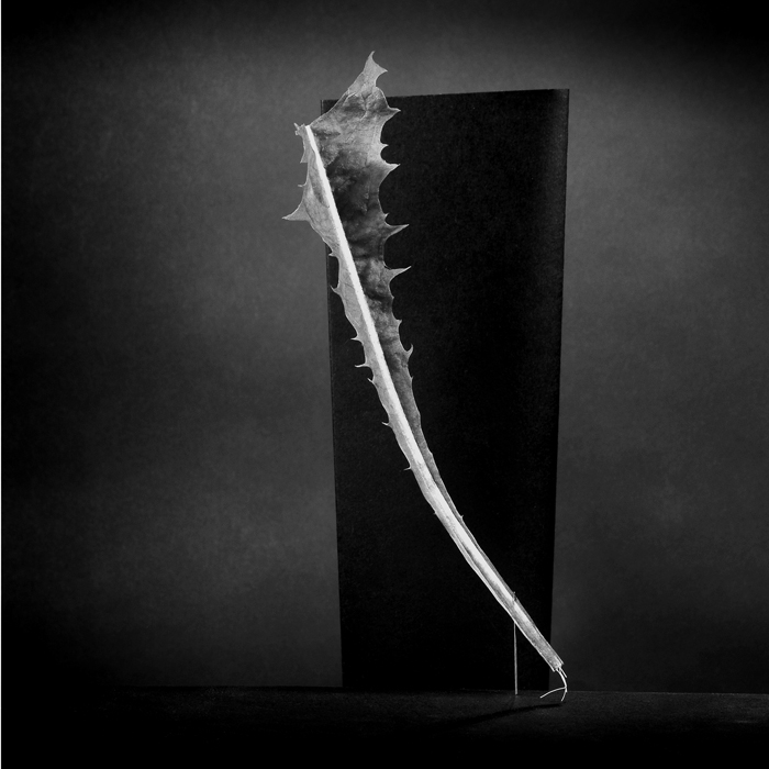 Extrait d'une s&eacute;rie de natures mortes, r&eacute;centes, septembre 07, r&eacute;alis&eacute;es en studio, ayant principalement comme sujet des herbes, des feuilles, des coquillages mais aussi des objets divers r&eacute;cup&eacute;r&eacute;s dans le grenier ou le jardin de la maison. Le lien entre ces images est le d&eacute;cors qui change peu ou pas, feuille noire sur fond noir.. nIKON D2Xs. In Object, Still life. Nature morte n&deg; 916, feuille de salade coup&eacute;e, photography by Jean Turco. Image #31556