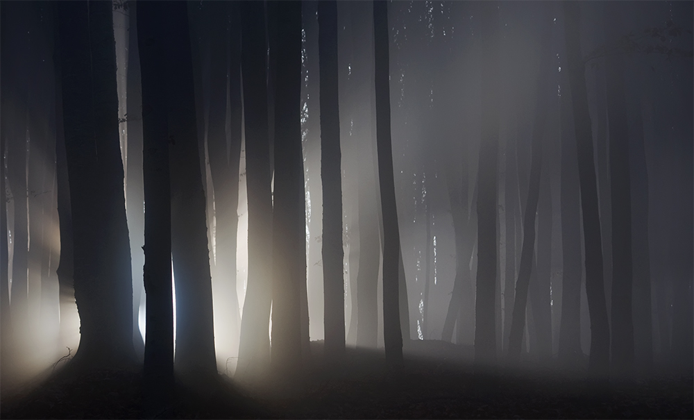 morning light, photography by V&aacute;rday B&eacute;la. In Nature, Vegetal, Tree, forest