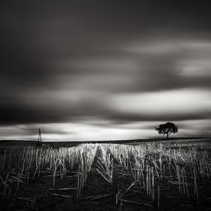 Poles & Tree by Laurent Miaille