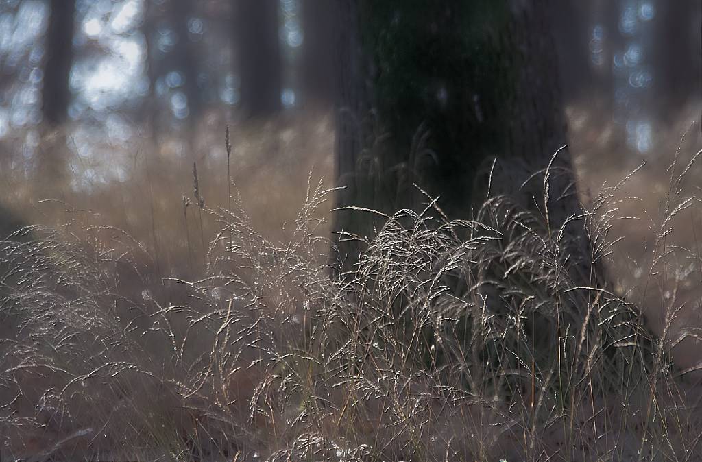 Autumn Nightfall 14, photography by George Oncioiu. EOS 400D. Lr 3. In Nature, Vegetal, Tree, forest