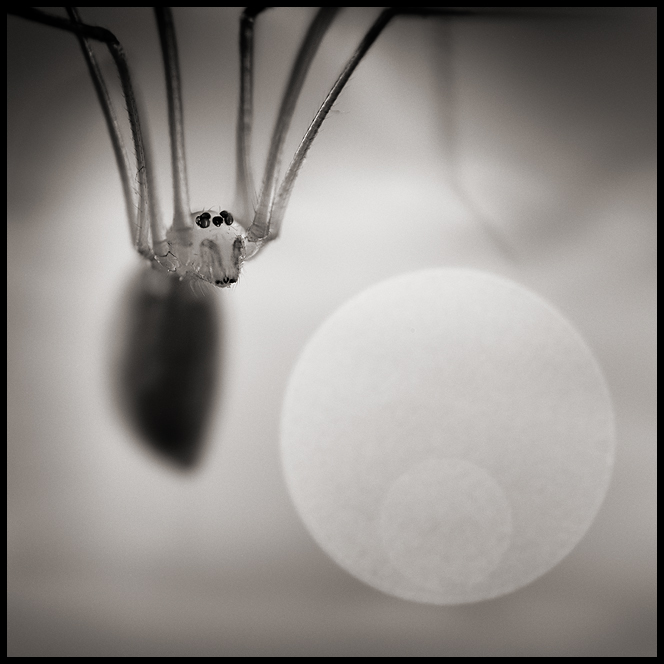 Minuscule, painting by Alexandre Parrot. In Nature, Animal, Arachnid