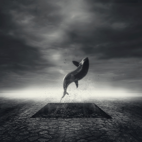 the pool, processing by Uzengia Aleksandar Nedic. In Nature, Animal, Aquatic life