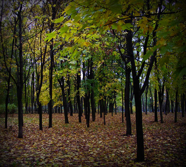 Maples, photography by Vlad Egorov. Pentax Optio X. In Nature, Scenery