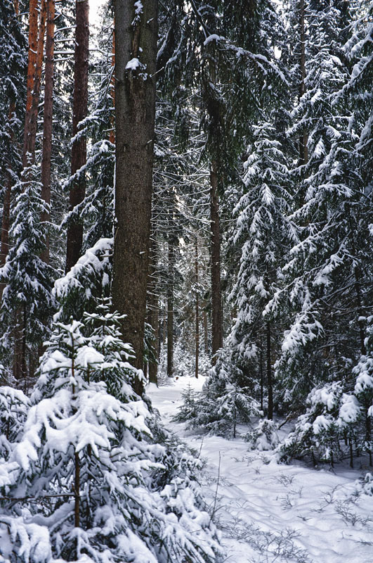 Snowbound Forest, photography by Vlad Egorov. Fuji X100. In Nature, Vegetal, Tree, forest