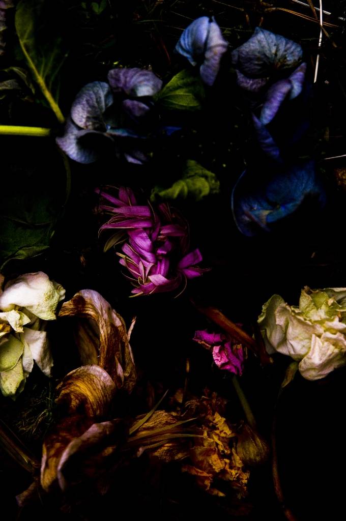 Dead Flowers, photography by Takashi Mori. In Nature, Vegetal