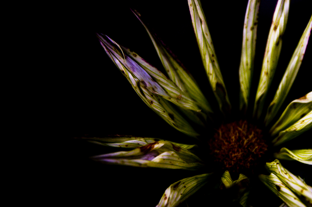 Tomorrow, photography by Takashi Mori. In Nature, Vegetal