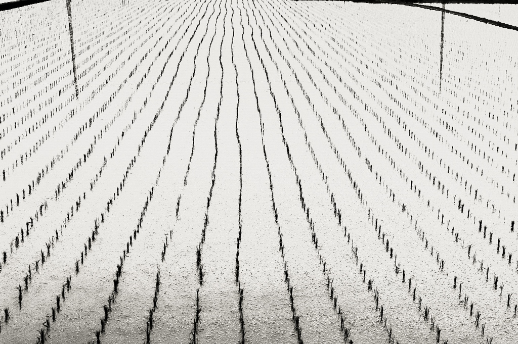 A Paddy Field 2010, photography by Takashi Mori. In Nature, Scenery, Countryside