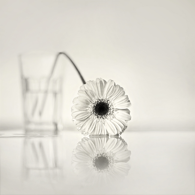p e t i t e, photography by Nilgun Kara. canon 5d. In Nature, Vegetal