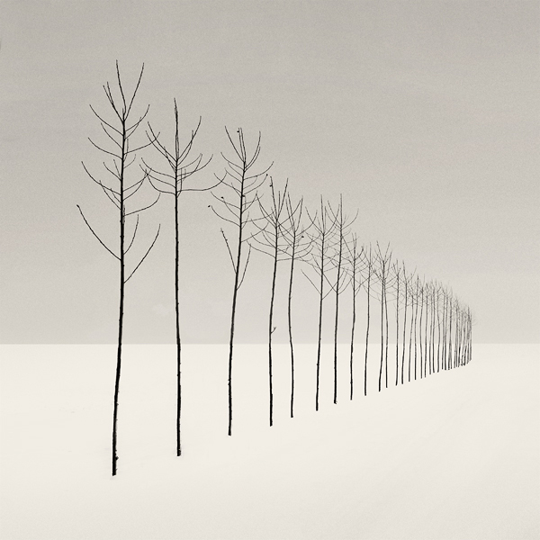 s l e n d e r s, photography by Nilgun Kara. Adapazari / Turkey. canon 5D. In Nature, Vegetal, Tree, forest