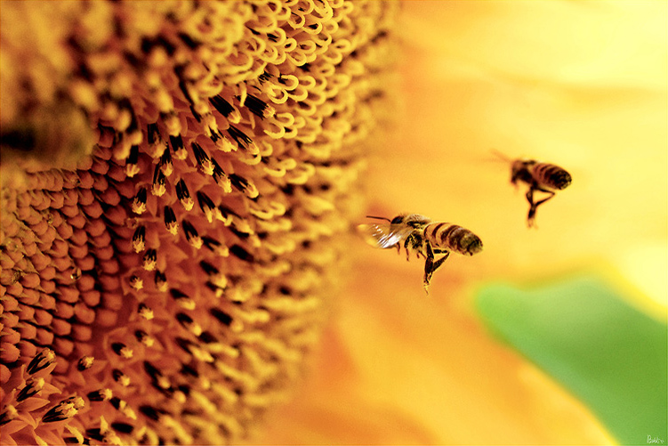 In A Bee's World, photography by Nadav Dov Boretzki. Nikon D200+Tokina 90mm f/2.5. In Nature, Animal, Insect