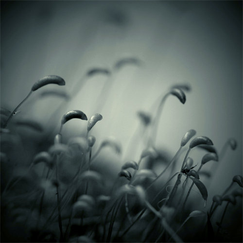 Untitled, photography by Slatkatajna. In Nature, Vegetal