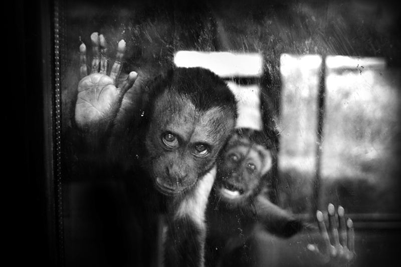 Canon5DmkII. In Nature, Animal, Caged. Scream, photography by Sandra Stimac. Image #358837