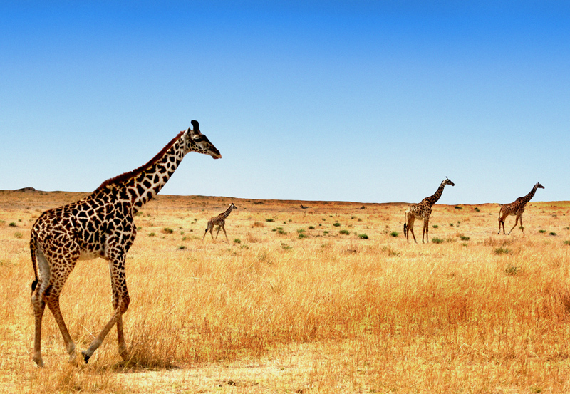Giraffes Go On Forever , photography by Hubert Lebizay. <strong>Baby Giraffe</strong>

By Terry Donovan 

When we think of a giraffe
We think of that long neck
That reaches to the tree tops
While its feet are on the deck

But it isn&rsquo;t just it&rsquo;s neck that&rsquo;s long;
On extended legs they come
And there&rsquo;s six or seven feet between
Ground level and their bum

And what is quite amazing is
When they are giving birth
The little one just has to fall
That distance to the earth.

The poor wee thing must be quite stunned
And woken with a jerk
And straight away it tries to stand
On legs that that don&rsquo;t quite work.

It staggers upright, sways about
As best as it is able,
Its legs in all directions
Like a boot sale coffee table.

Then having got that sorted out
And after one last shudder,
It has to find its mother
And get started on the udder.

Oh, mother nature&rsquo;s wonderful.
Her methods aren&rsquo;t that clever,
But everything works out all right.
Giraffes go on forever.

***

Poem's source : http://www.poemhunter.com

PS : I took the picture in Kenya. Nikon D 70. In Nature, Animal, Wild