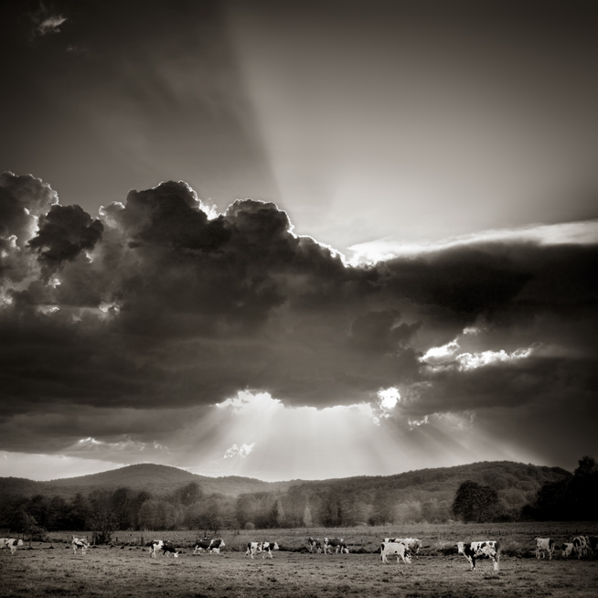 Ruminante perc&eacute;e, photography by Sebastien Muller. In Nature, Scenery