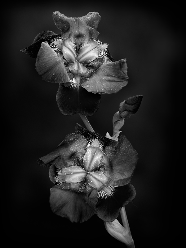 Iridaceae, photography by Sebastien Muller. In Nature, Vegetal