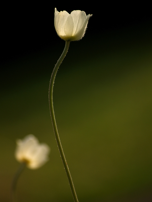 Untitled, photography by Narabia. In Nature, Vegetal