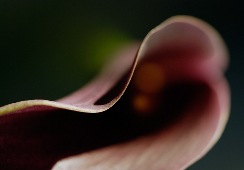 black widow, photography by Narabia. in love with flowers as always. Nikon D80. digital. In Nature, Vegetal