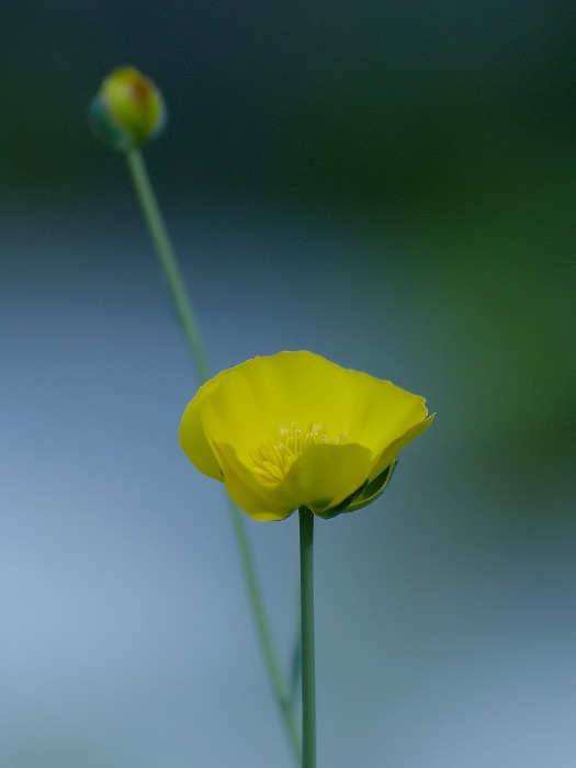 Y, photography by Narabia. In Nature, Vegetal