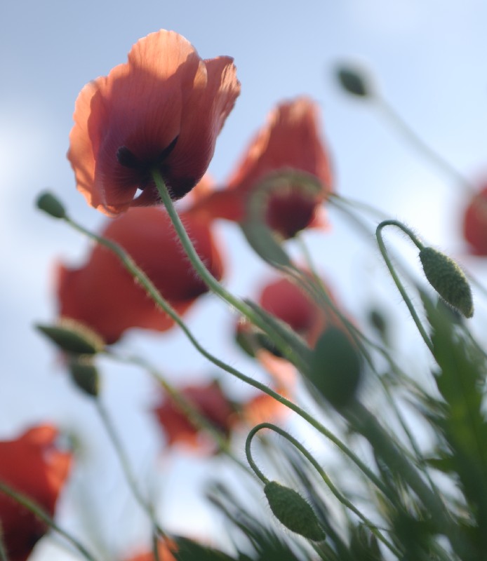 poppy my world, photography by Narabia. fields in Poland look great this days. In Nature, Vegetal