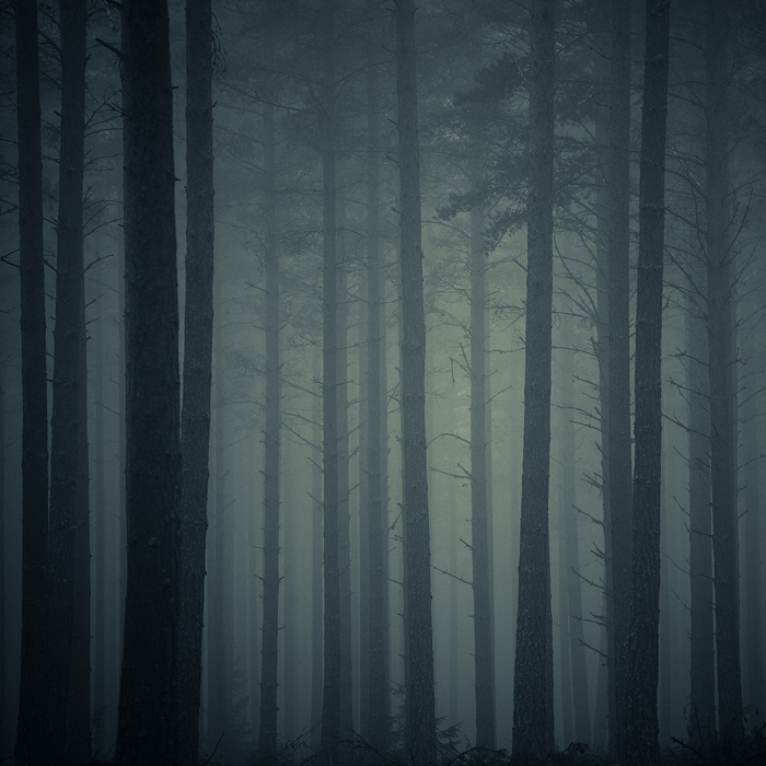 The Pine Forest, photography by Anders Naesset. Foggy October in a tall pine forest somewhere in Norway.. Canon EOS 5D, Canon EF 70-200 f/4L. Split toning. Deliberately low contrast.. In Nature, Scenery