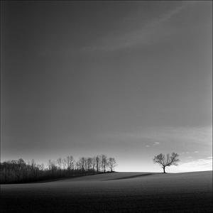 Solitaire, photography by Takala. Mamiya C330 F - 80mm Blue point. Delta 400. In Nature, Scenery, Countryside