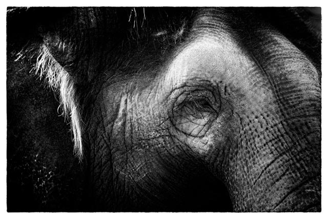 Elephant, Artwork by Ivan Wentland. Canon 5D markII