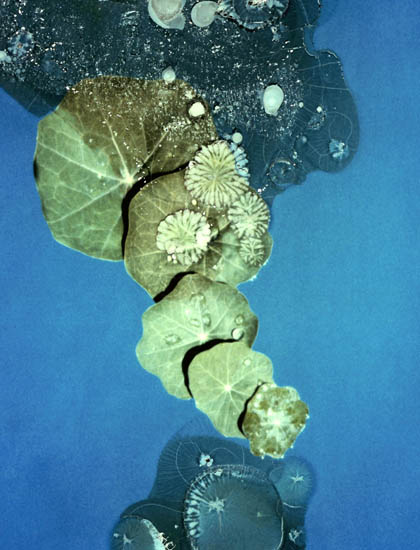 Round leaves, photography by Ivan Wentland. Floating in a pool of water....... Polaroid and manipulation did the rest.. sonar autofocus sx-70. heat manipulation. In Nature, Vegetal