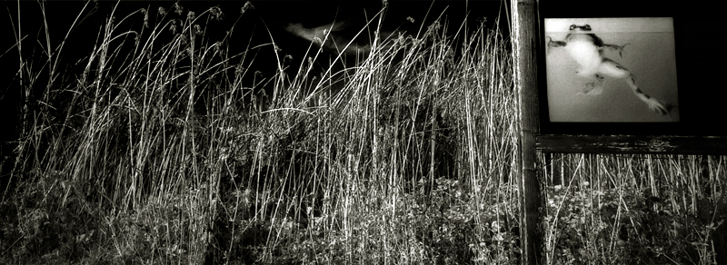 Habitat, photography by Gwen Coyne. Copyright &copy; Gwen Coyne. All rights reserved.. Xpan. Infrared. In Construction