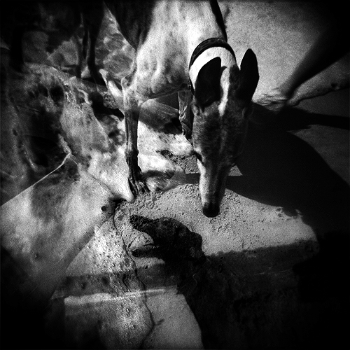 Dogs are Everywhere, photography by Gwen Coyne. Copyright 2005-2008 Gwen Coyne. All rights reserved.. holga. multiple exposures. In Nature, Animal, Domesticated