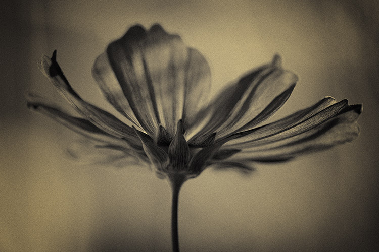 Bipinnatus, photography by Andrew Williams. In Nature, Vegetal