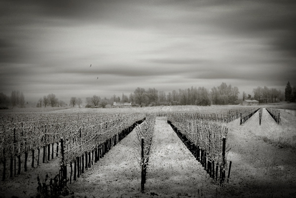the vine, photography by Pascal Fallot. In Nature, Scenery