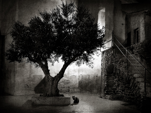 le chat et l olivier, photography by Pascal Fallot. In People, Everyday, Countryside