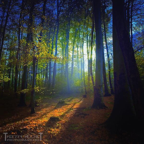 Sans titre, photography by Thierry Huchet. In Nature, Vegetal, Tree, forest