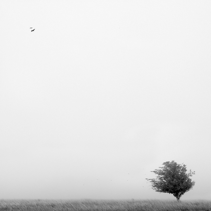 TREE IN THE WIND, processing by Mike Mcglothlen. North Carolina
This images is now available in a variety of sizes at the following site:
http://mike-mcglothlen.artistwebsites.com/. In Nature, Scenery