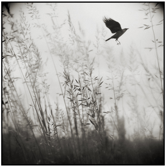 IX, photography by Berenika. www.berenika.vio.pl. In Nature
