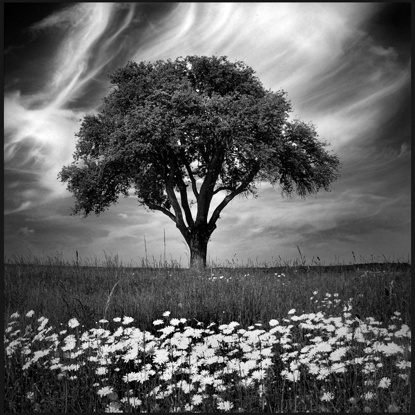 solitude | #9 -, photography by Uwe Bachmann. +. +. In Nature, Scenery