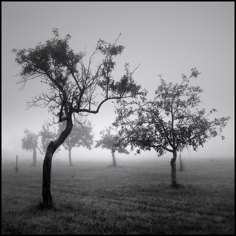 Days | Of | Fog | #22, photography by Uwe Bachmann. In Nature, Vegetal, Tree, forest