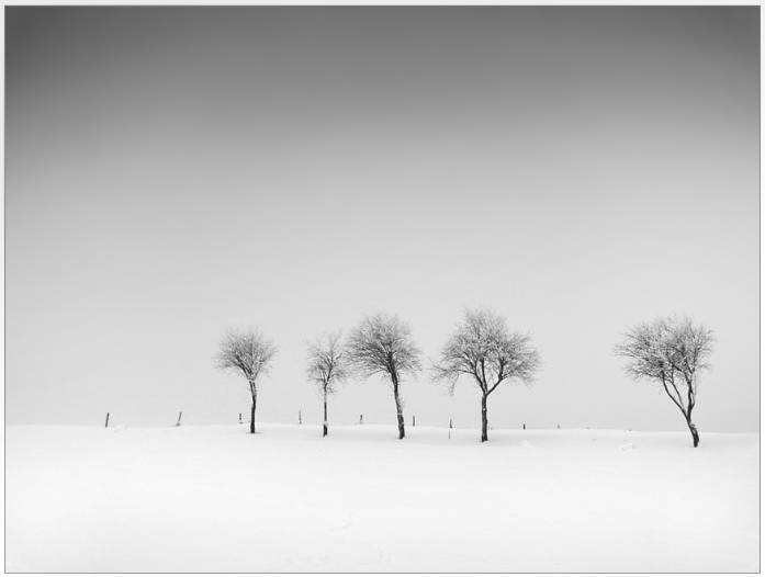 Days | Of | Snow | #30, photography by Uwe Bachmann. Panasonic Lumix FZ30, Cokin gradual greyfilter P121. In Nature, Vegetal, Tree, forest